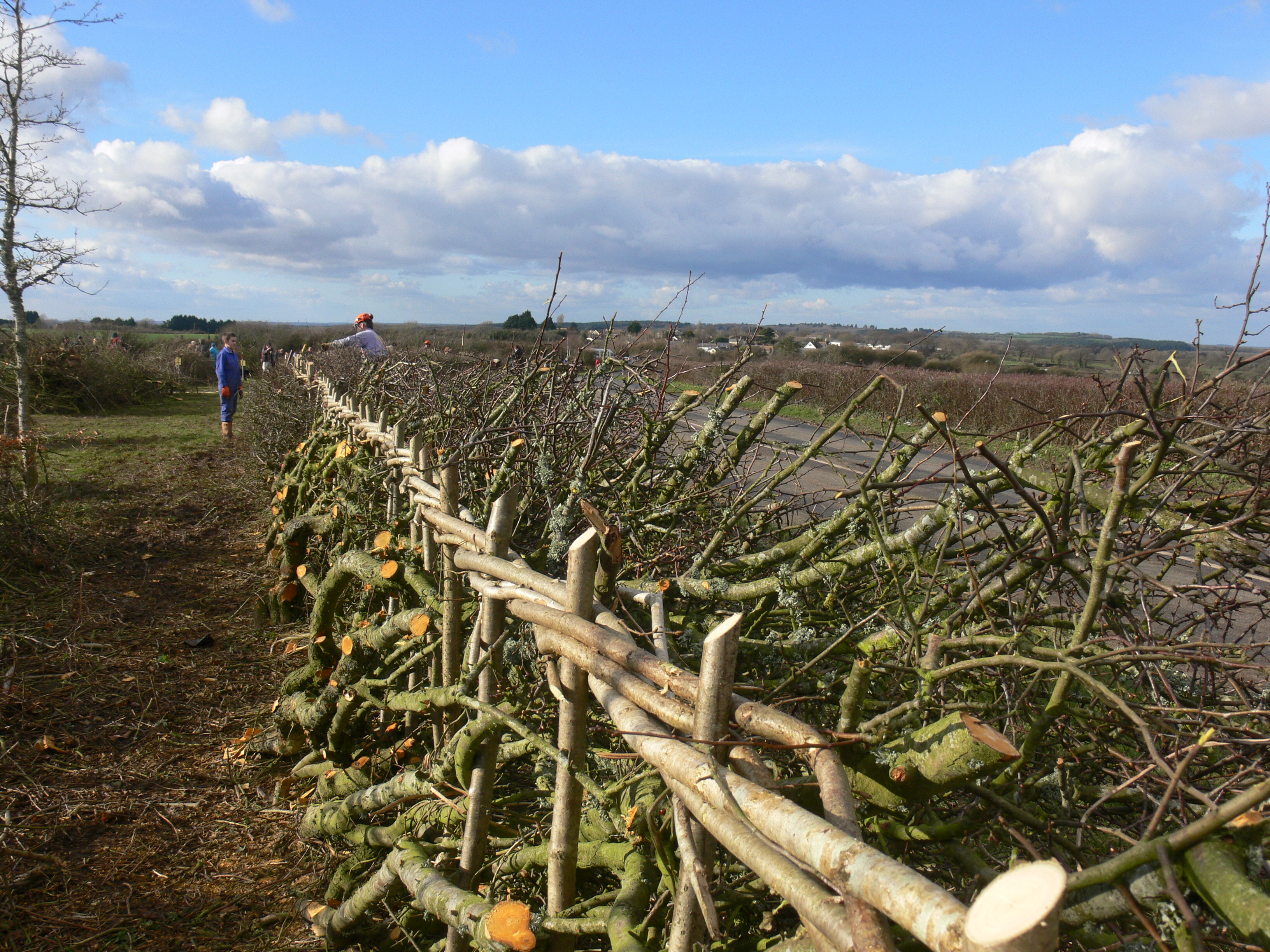A traditional South-of-England-style laid hedge in winter, showing the woven binders and the cut-and-bent pleachers that hold the structure together.